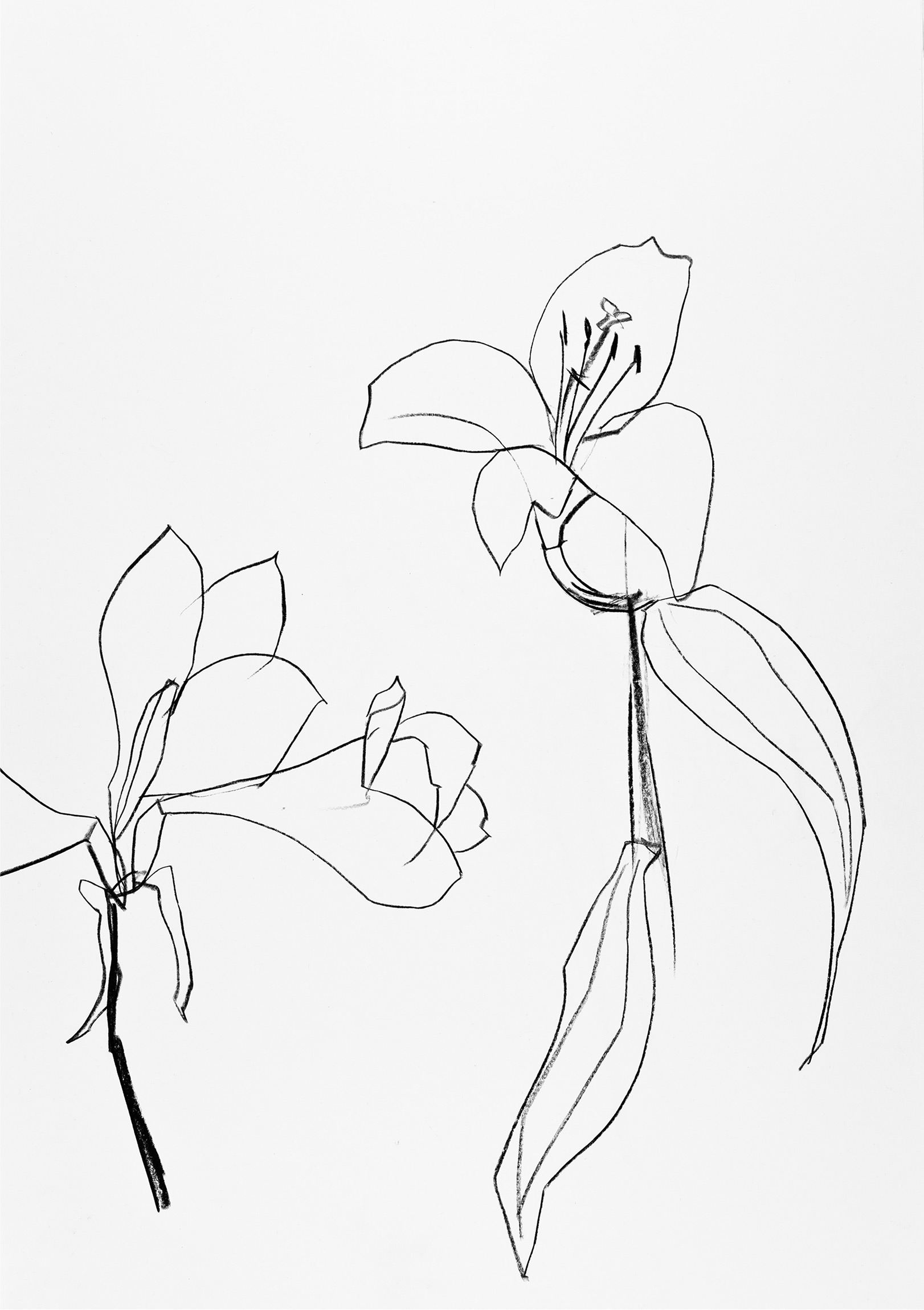 Amaryllis mit Lilie - 1