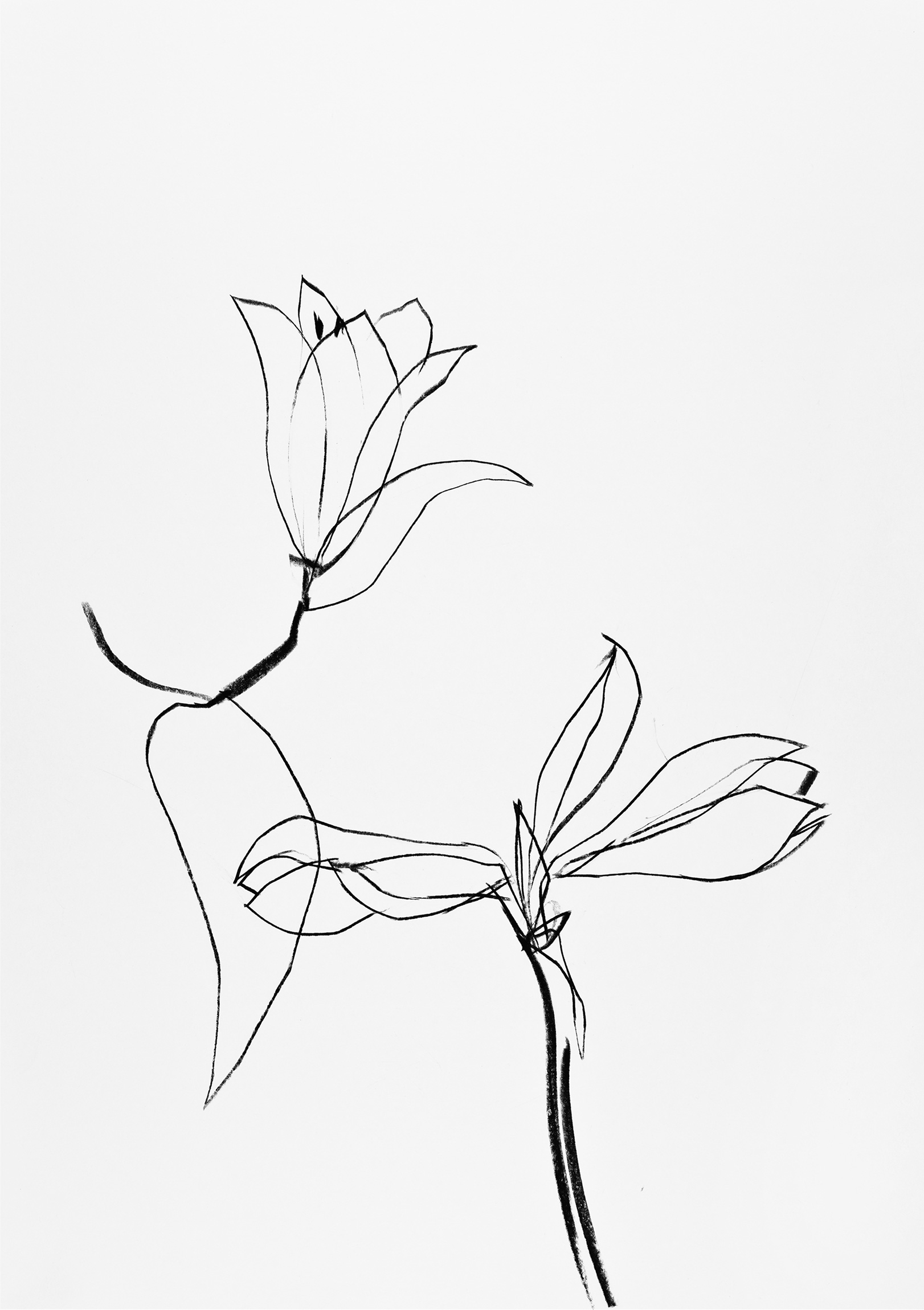 Amaryllis mit Lilie - 2