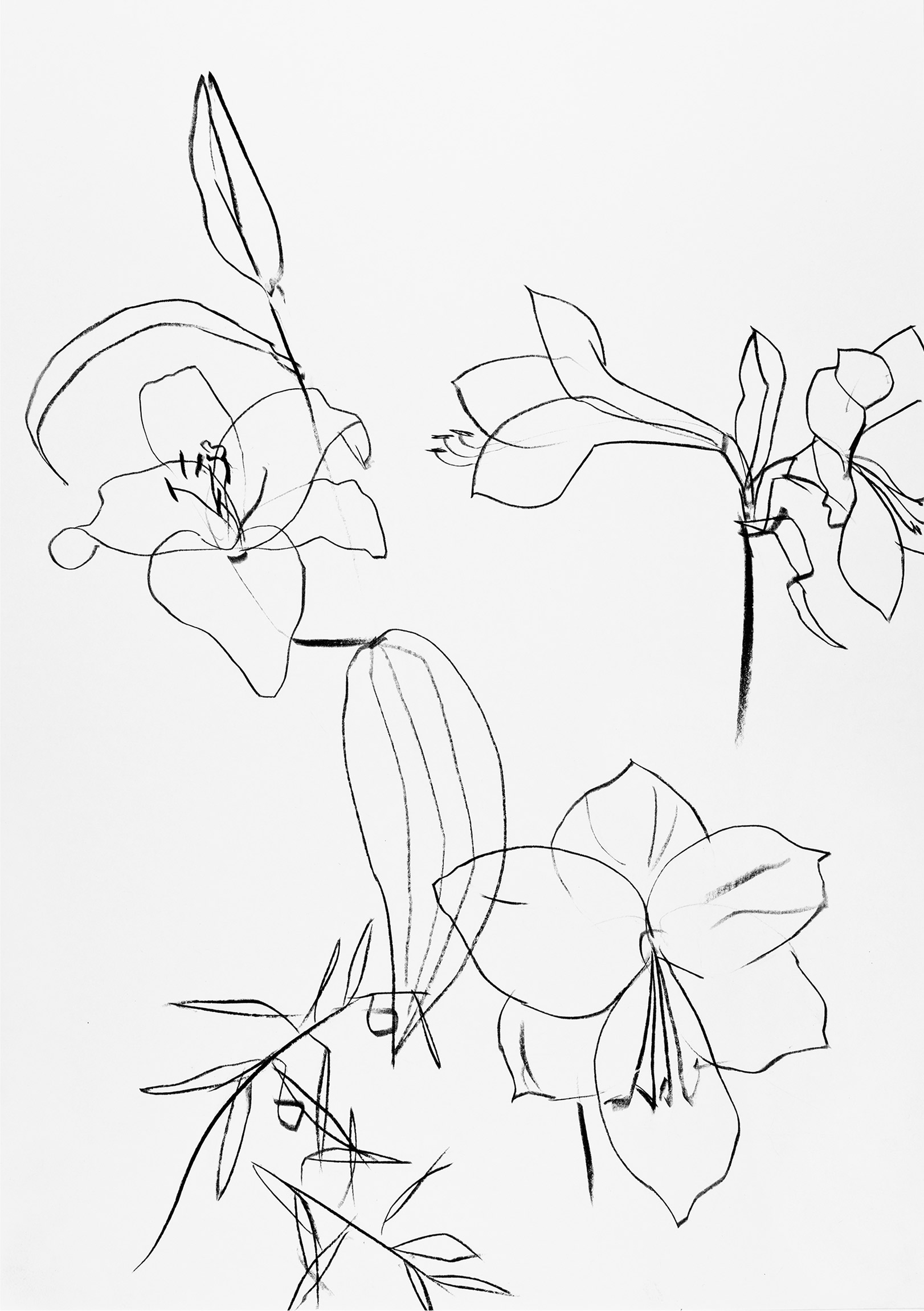 Amaryllis mit Lilie - 3