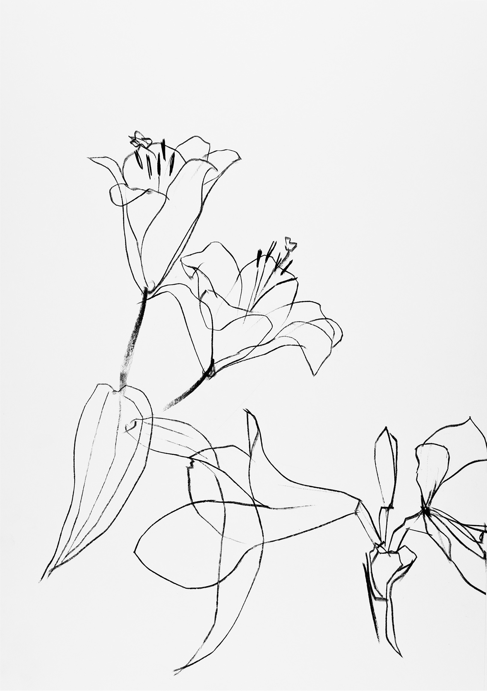 Amaryllis mit Lilie - 04