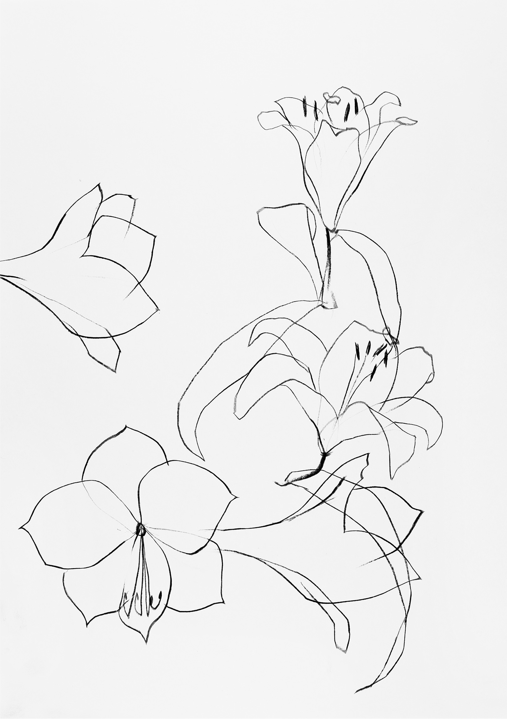 Amaryllis mit Lilie - 5